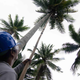 A worker collecting young coconuts at a smallholder coconut plantation in Sariaya, Quezon, Philippines